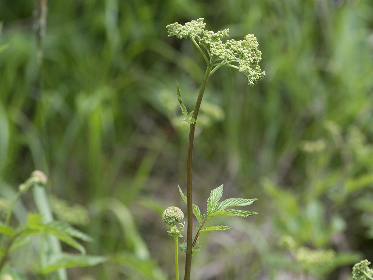 Filipendula ulmaria